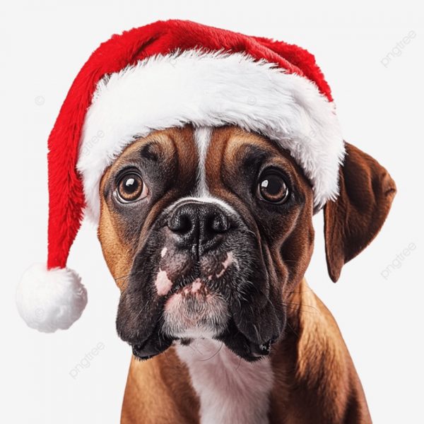 Heliopolis<br>Dog camp di Natale