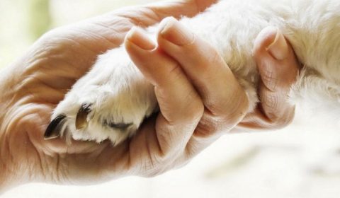 Giovanni Paolo II<br>Pet therapy 2026