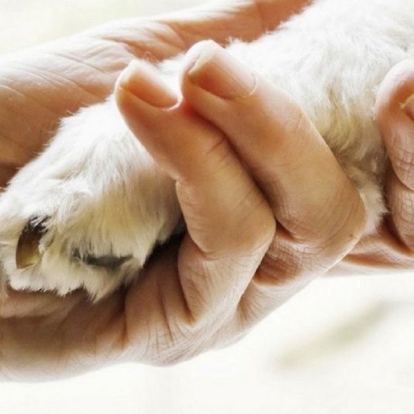 Giovanni Paolo II<br>Pet therapy 2026