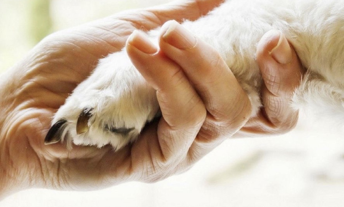 Giovanni Paolo II<br>Pet therapy 2026