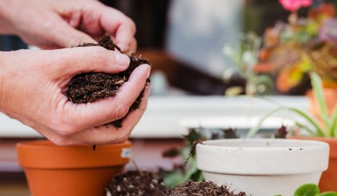 Santa Giulia e Chiara<br>Pomeriggio in giardino