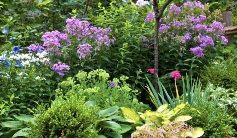Ippocrate<br>Pranzi in giardino