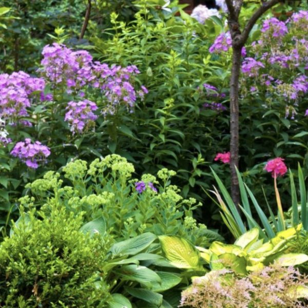 Ippocrate<br>Pranzi in giardino