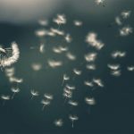 Smeralda<br>Diritto alle cure palliative